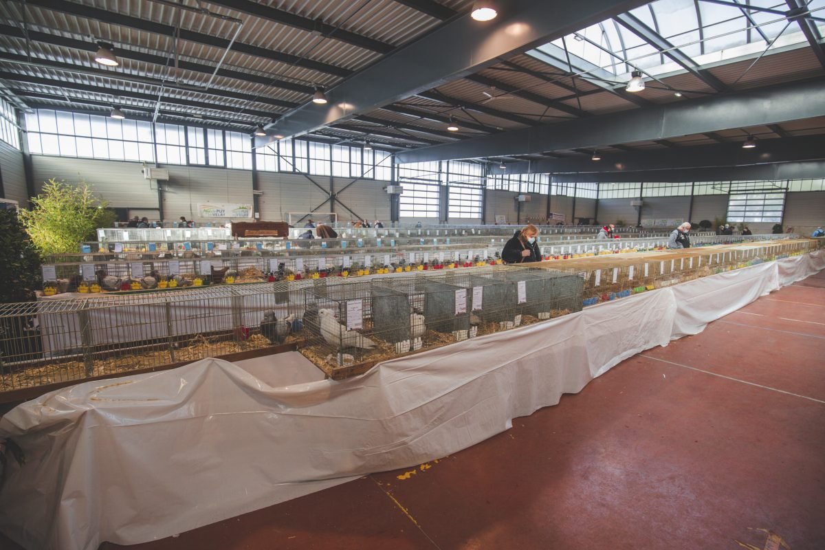 Exposition Nationale d’Aviculture : un rendez-vous familial incontournable à la Grande Halle de Saint-Paulien